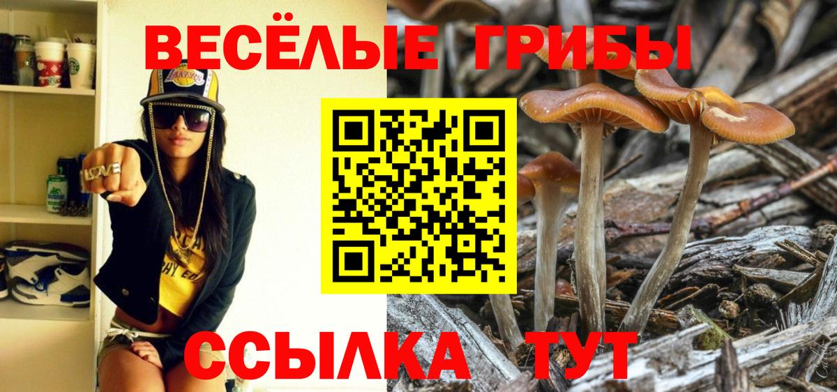 Галлюциногенные грибы Magic Shrooms  Псилоцибиновые грибы Psilocybine cubensis  Каменка  Вход с VPN 